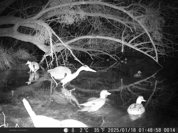 IX (Rhin Vivant 1) creux-visible-ix_rhin-vivant-v2.jpg