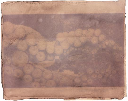 anthotype_poulpe_brest_coqulicot-3_2_mail.jpg